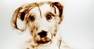 2012 :: Animal face, Dog :: during an exhibition :: Sand drawing
