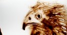 2012 :: Animal face, Eagle :: during an exhibition :: Sand drawing