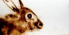 2012 :: Animal face, Rabbit :: during an exhibition :: Sand drawing